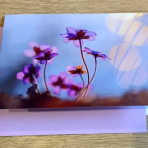 Briefkarte Leberblümchen (art+nature)
