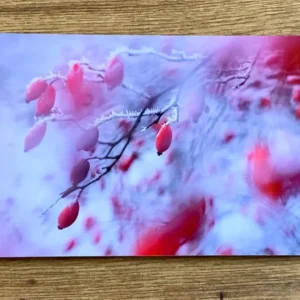 Postkarte Hagebuttentraum (Sandra Bartocha)
