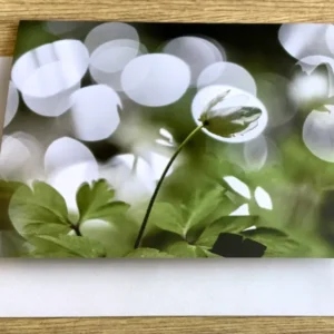 Briefkarte Anemone im Licht (art+nature)