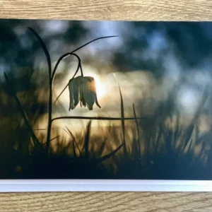 Briefkarte „Letztes Licht“ (art+nature)